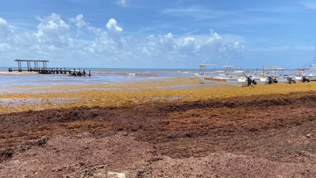 Costas de la zona centro de Playa del Carmen, las más afectadas de sargazo y erosión