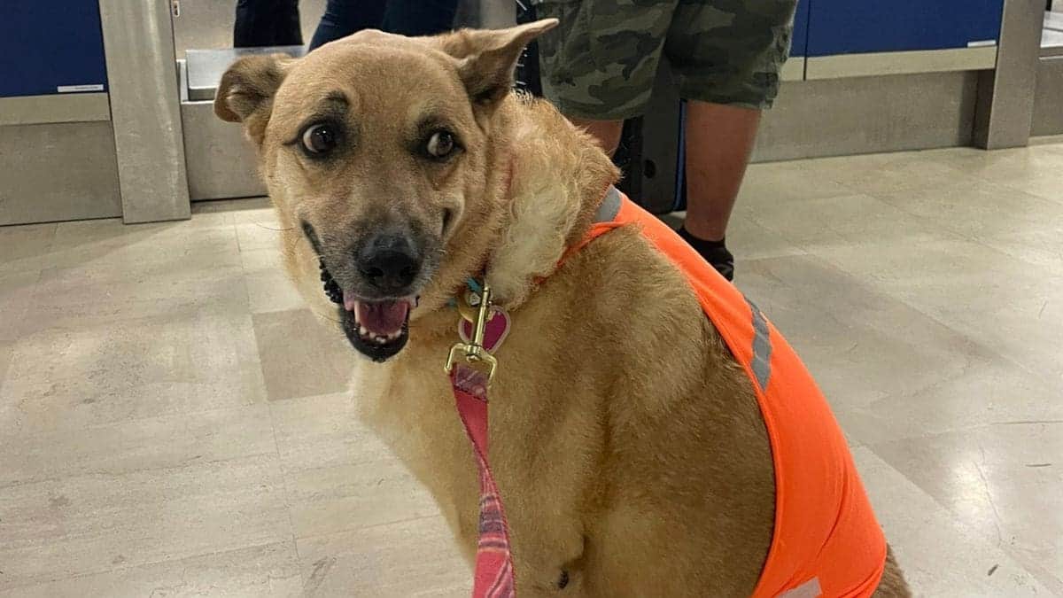 Denuncian a Volaris por impedir que perrita suba al avión: "Me discriminan por ser gorda"