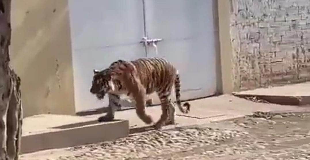 Video: Captan a un tigre de bengala en calles de Nayarit