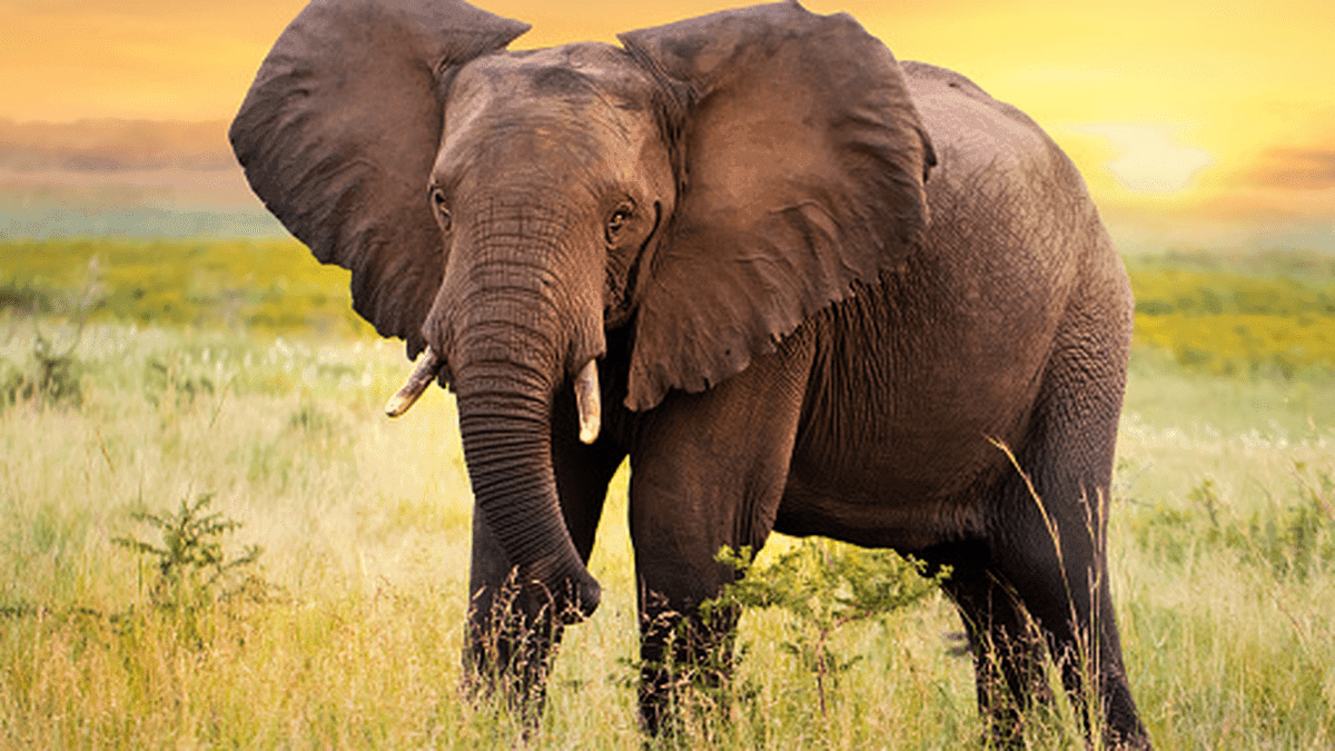 Elefante mata a una mujer y regresa al funeral para aplastar nuevamente el cadáver