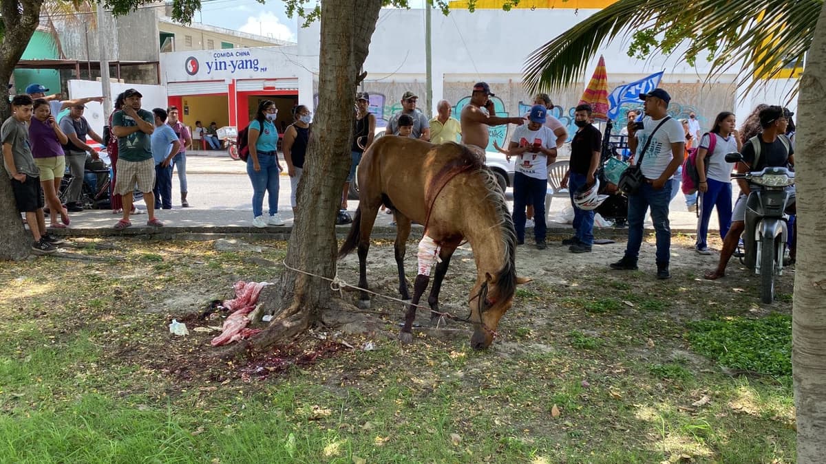 Caballo desbocado choca contra dos vehículos en Cancún y resulta lesionado