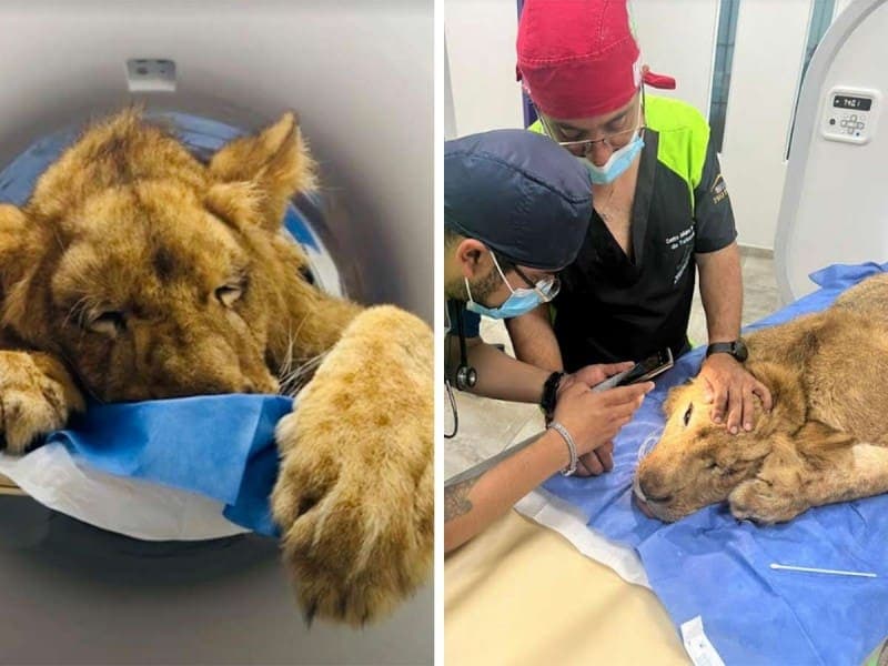 Salvan a 'Kiro', un leoncito africano rescatado en Edomex
