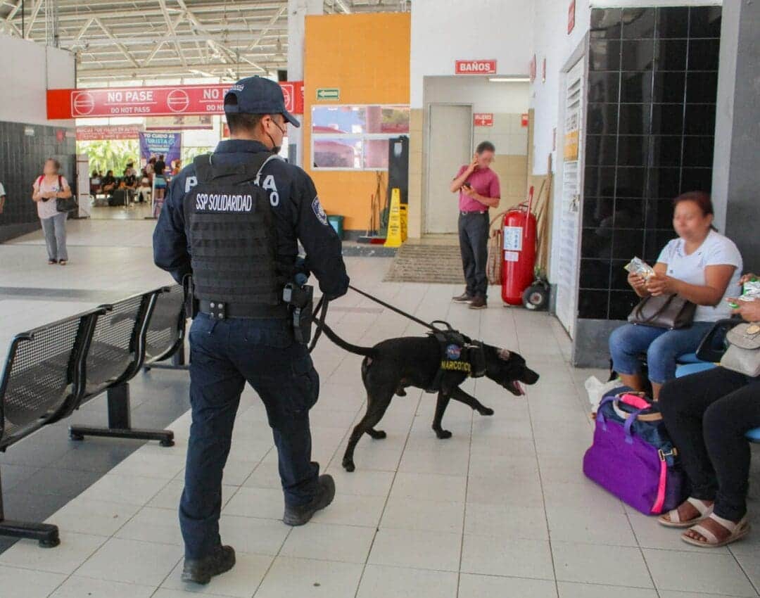 Unidad Canina contribuye a la prevención de delitos en Playa del Carmen