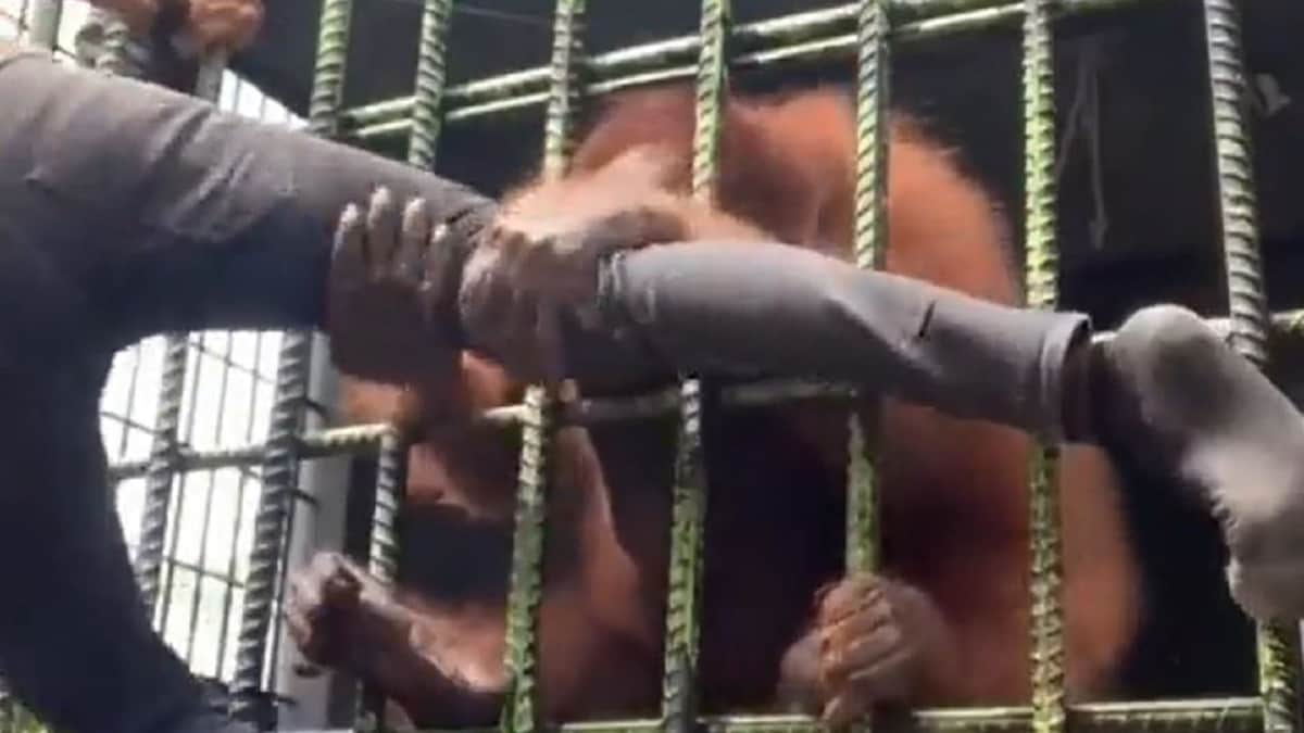 VIDEO: Orangután ataca a fastidioso joven que quería grabar video para sus redes sociales