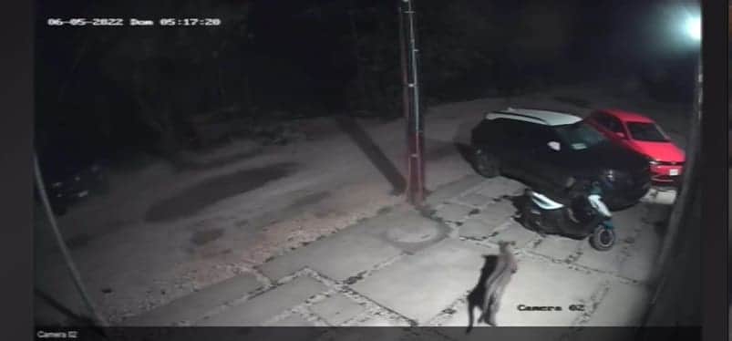 Capta video a jaguar en zona urbana de Tulum