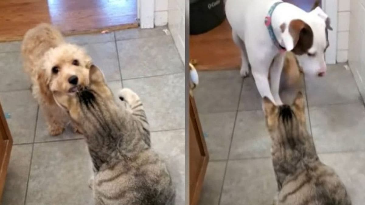 VIDEO: lomito pide ayuda a un perro más grande para que lo defienda de un gato