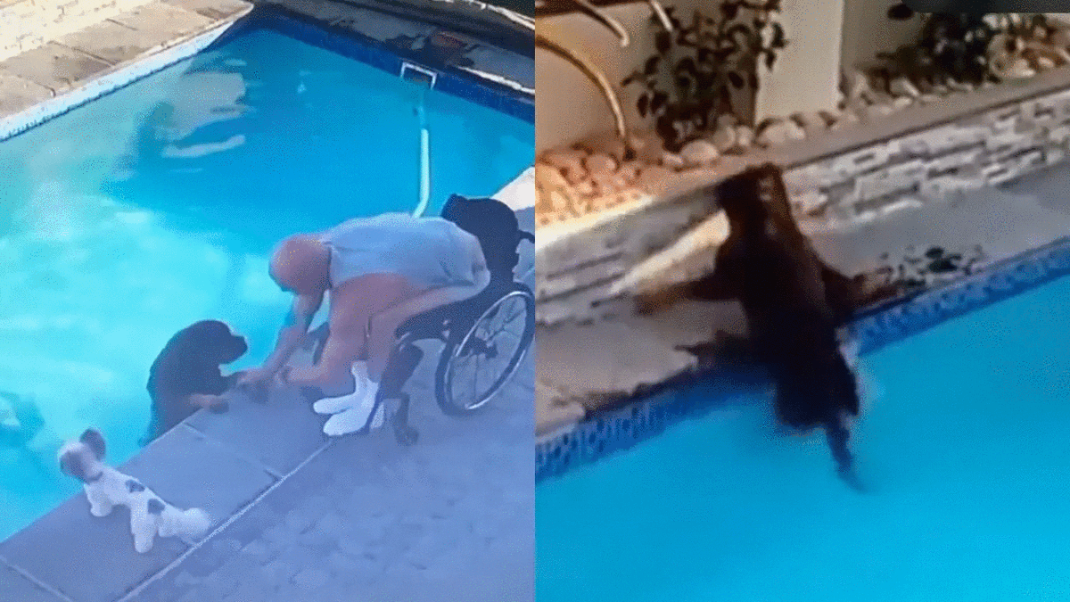 Hombre en silla de ruedas se lanza y rescata a su perrito de alberca