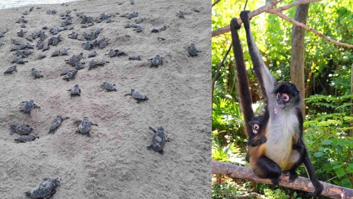 Invita Planetario de Playa del Carmen al “5º Festival Ambiental”, que será gratuito