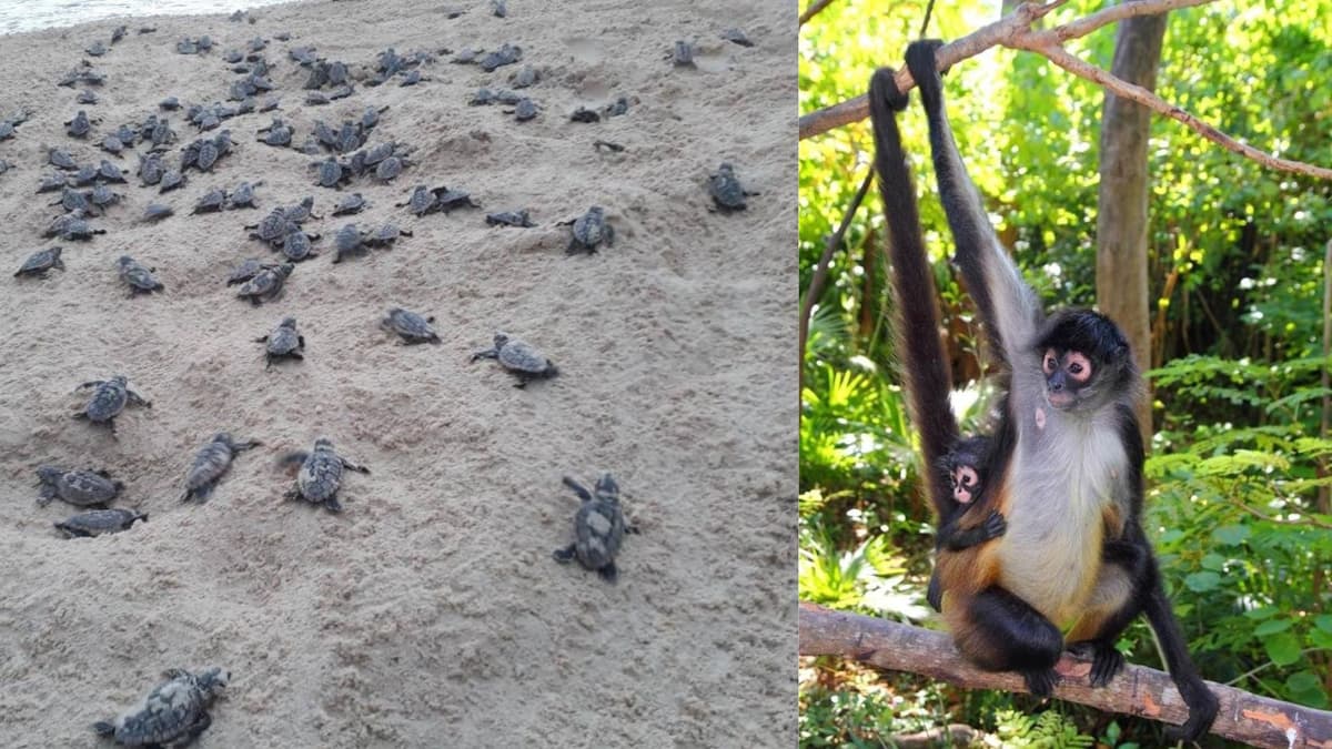 Invita Planetario de Playa del Carmen al “5º Festival Ambiental”, que será gratuito