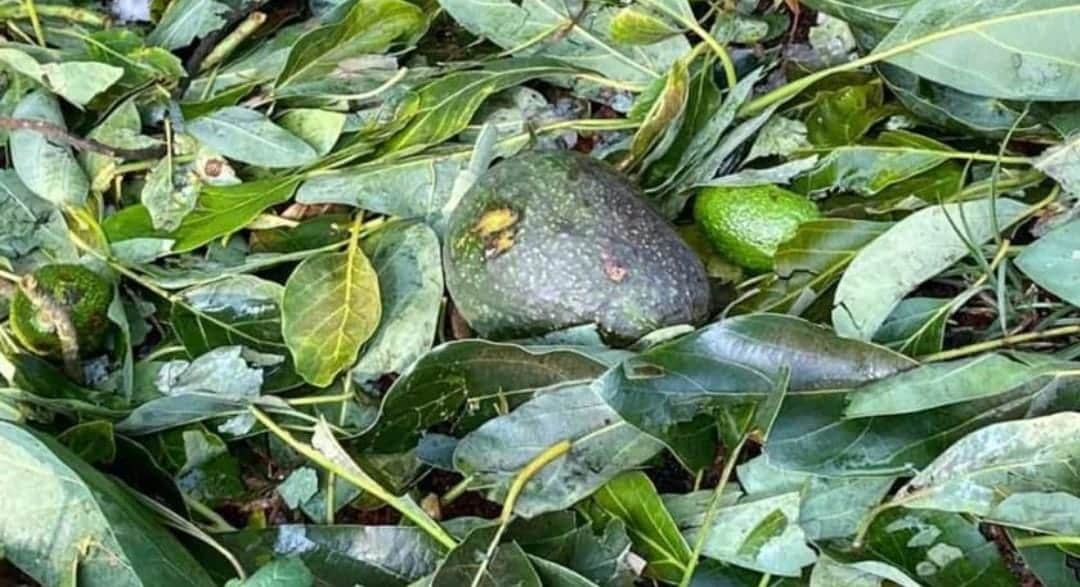 Adiós guacamole; se pierden 2 mil toneladas de aguacate por el granizo