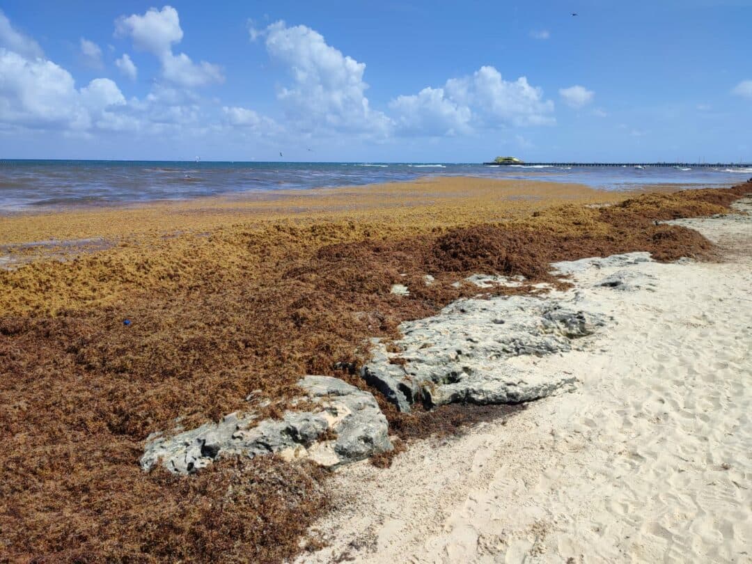 Acepta secretario de Marina que el arribo de sargazo los ha rebasado