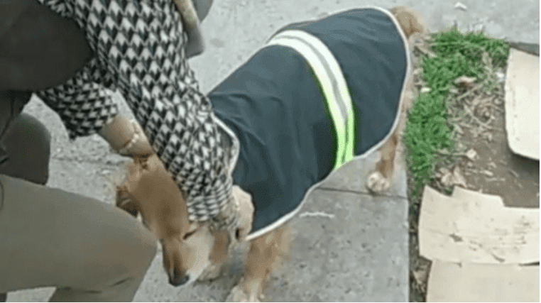Se hace viral en TikTok al crear impermeables para los perritos de la calle