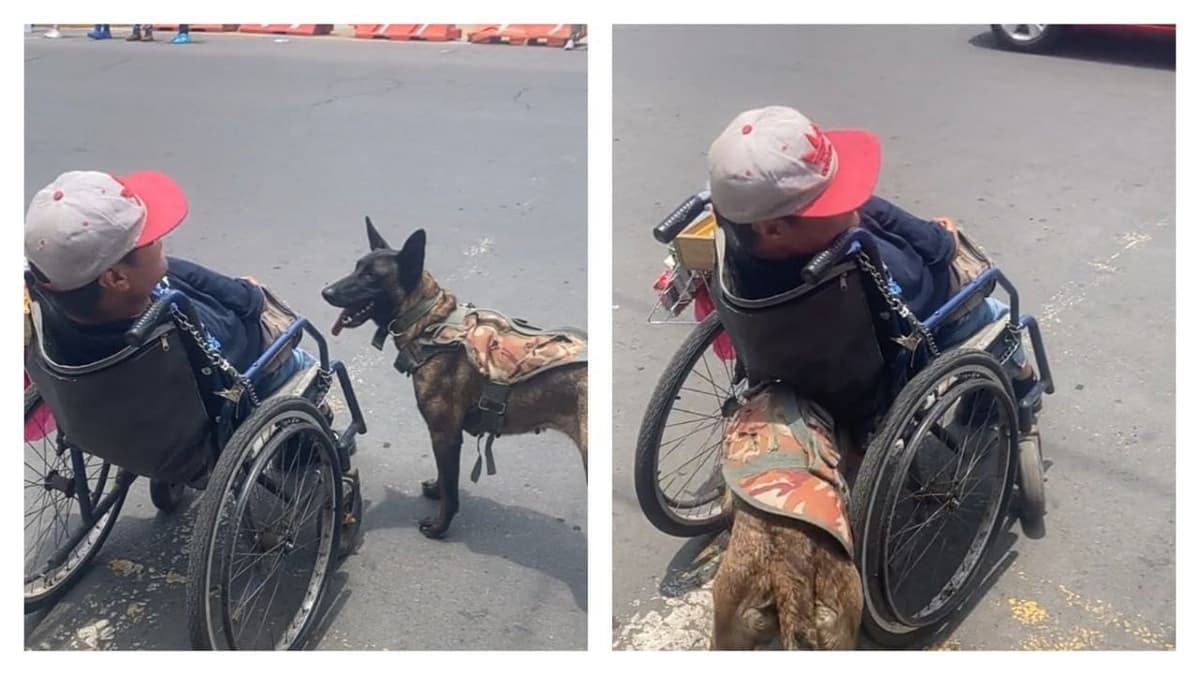 VIDEO: Perrita que empuja silla de ruedas de joven con discapacidad reaparece y enternece TikTok