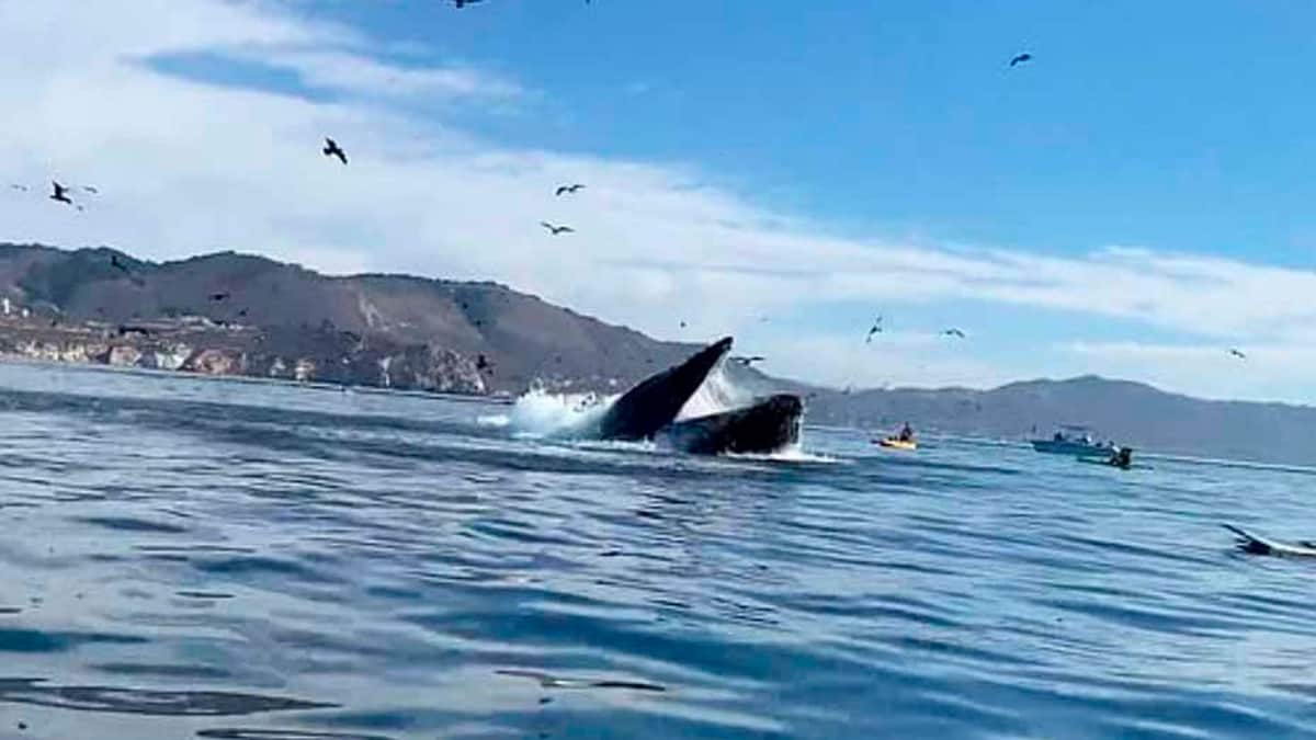 VIDEO: Ballena “devora” dos mujeres en las costas de California