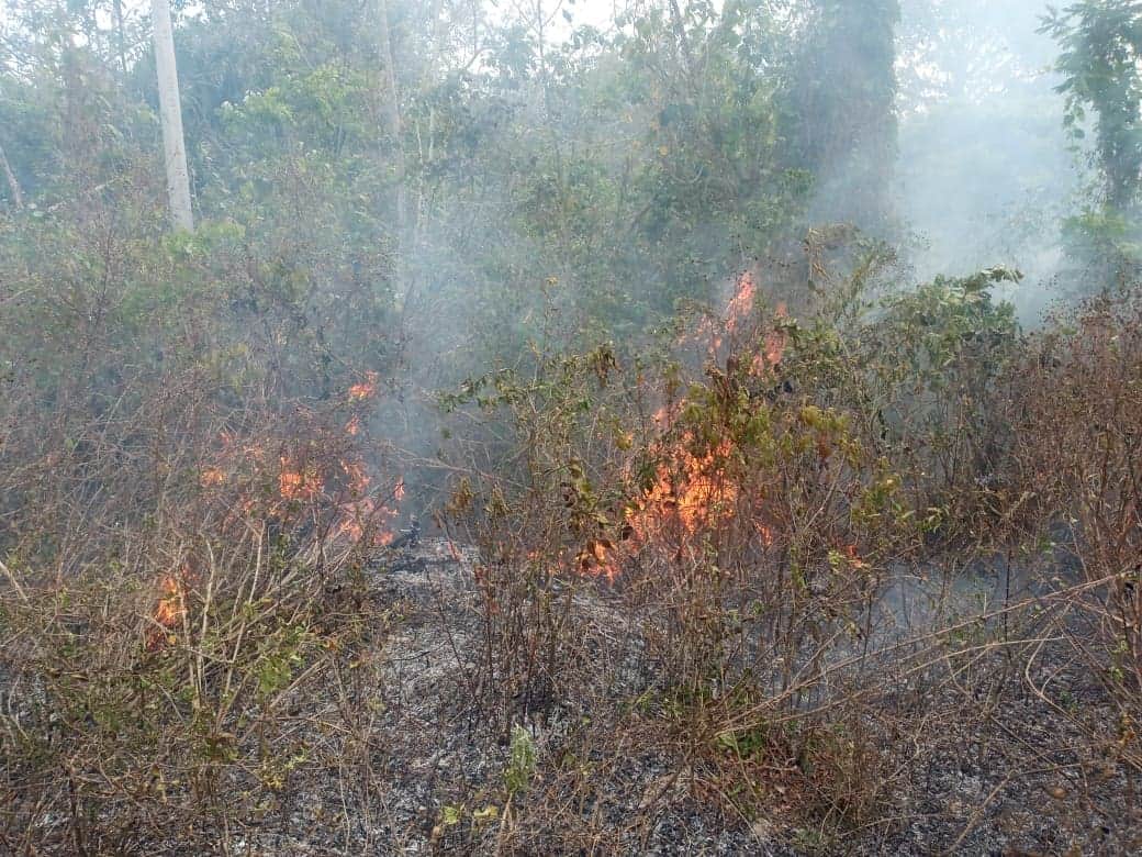 Inmobiliarias son responsables de los incendios forestales en Playa del Carmen