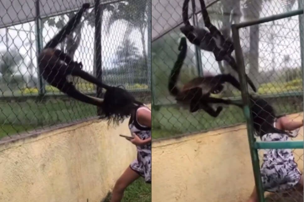 VIDEO: Niña molesta a mono en zoológico y él se desquita jalándole el cabello