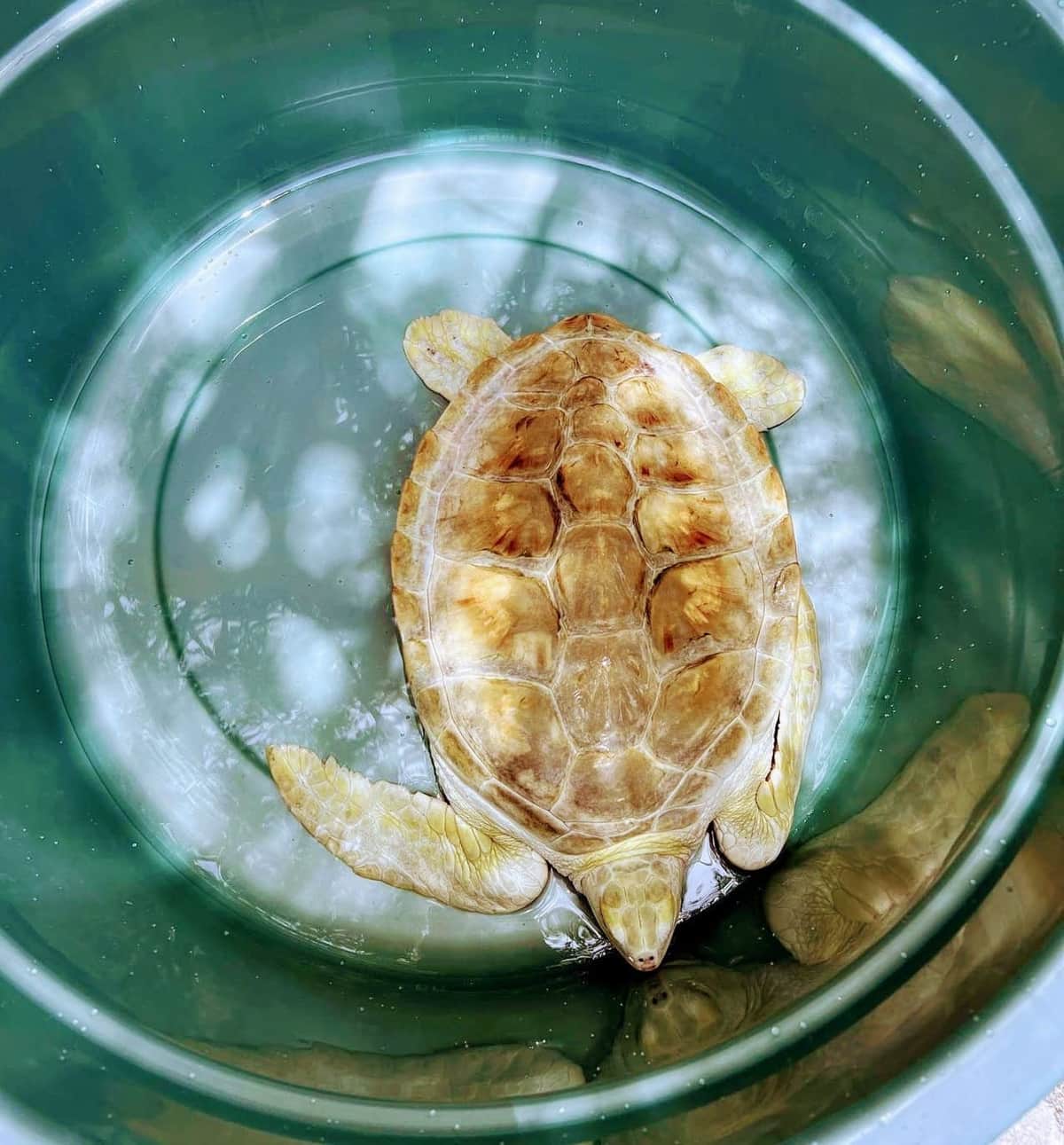 Rescatan a tortuguita albina que se encontraba en cautiverio en Cancún