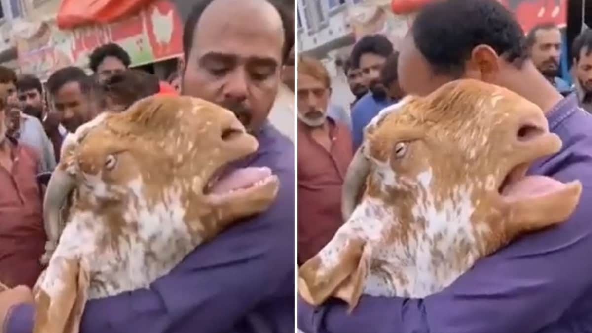 VIDEO: Cabra llora y abraza a su dueño que la fue a vender