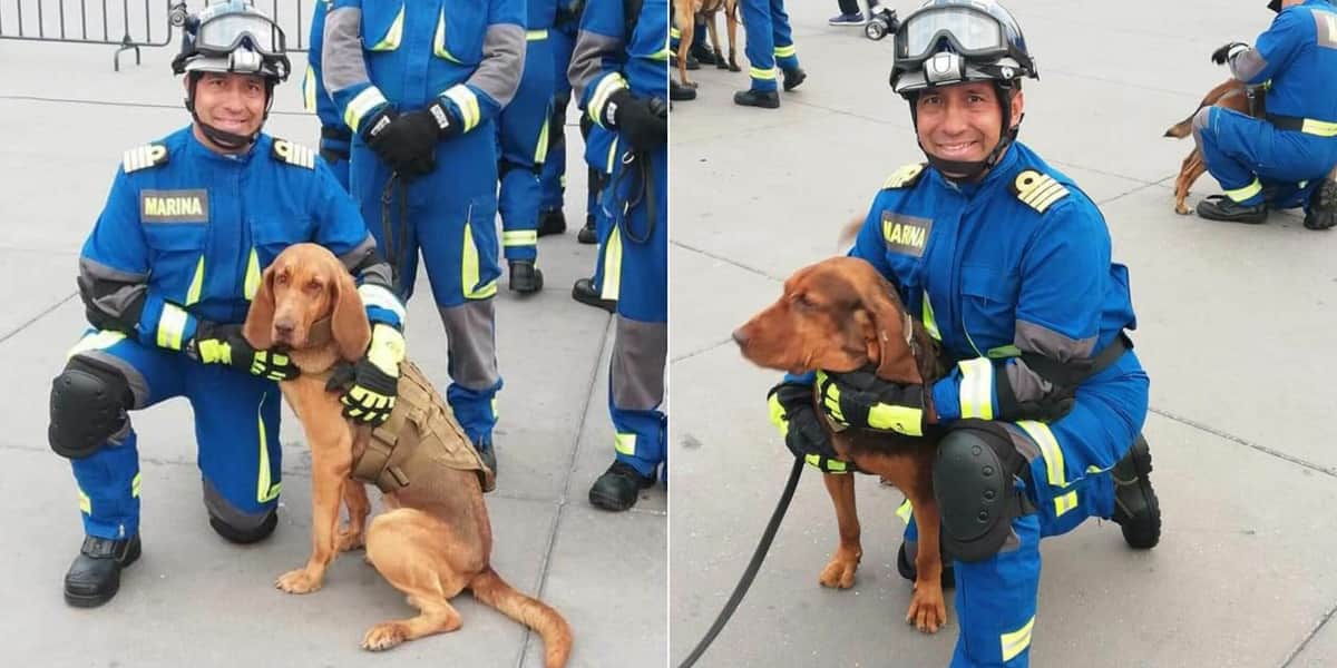 “Max” y “Green”, dos perritas integrantes del equipo USAR-MARINA que ayudaron a la captura de Caro Quintero
