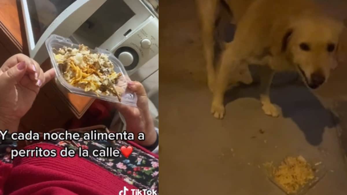 VIDEO: Mujer reúne comida y sale a repartirla a perritos de la calle