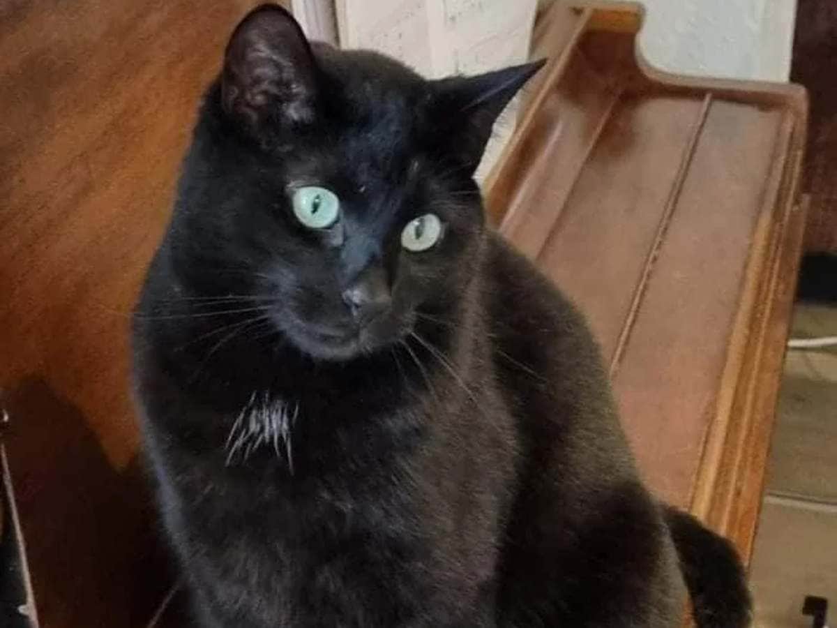 Michi escapa en aeropuerto de Boston; tardan 19 días en capturarlo