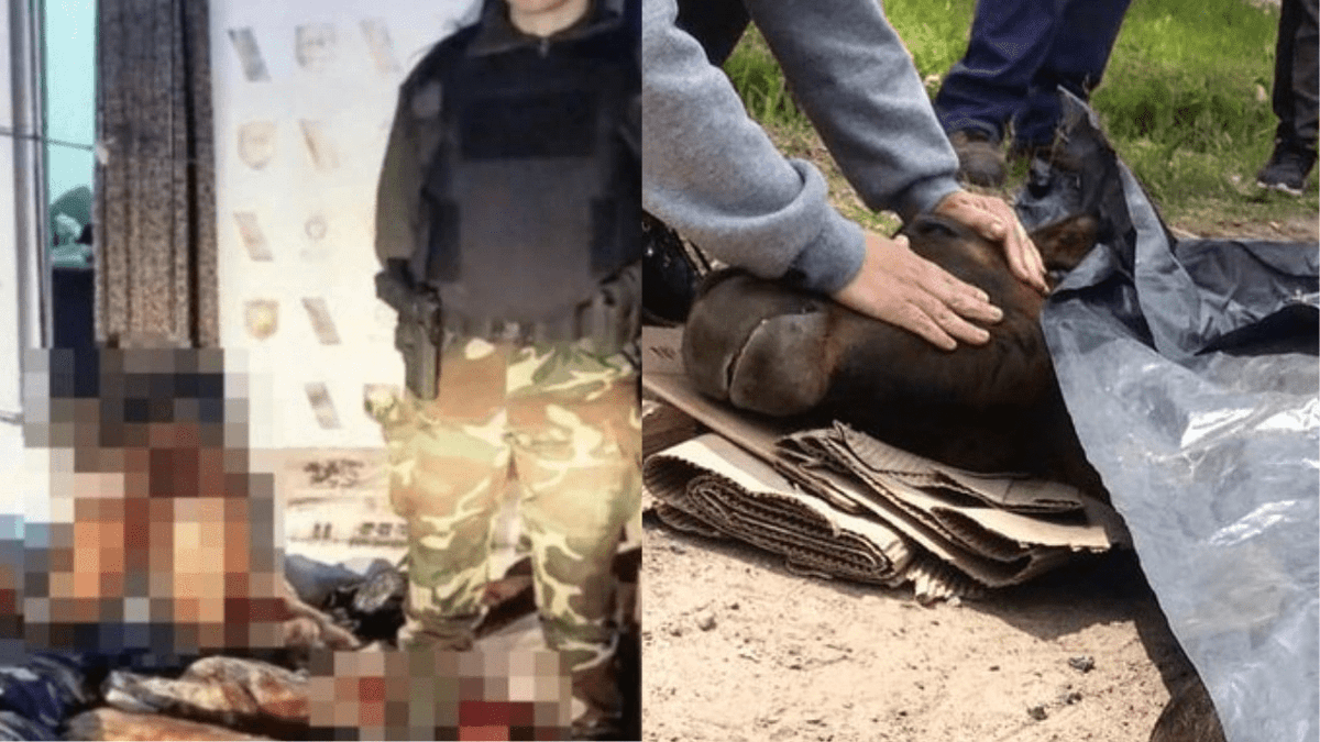 Catean matadero de caballos clandestino, vendían su carne para hamburguesas