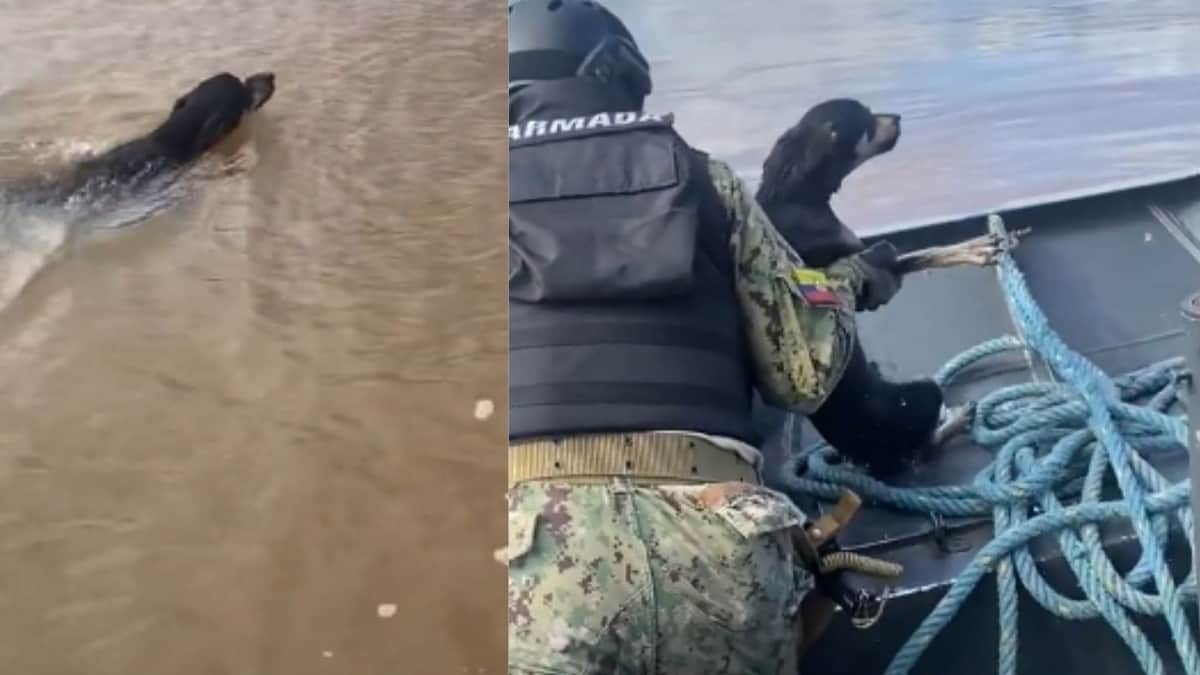 Video: Rescatistas salvan a perrito que fue abandonado en una laguna