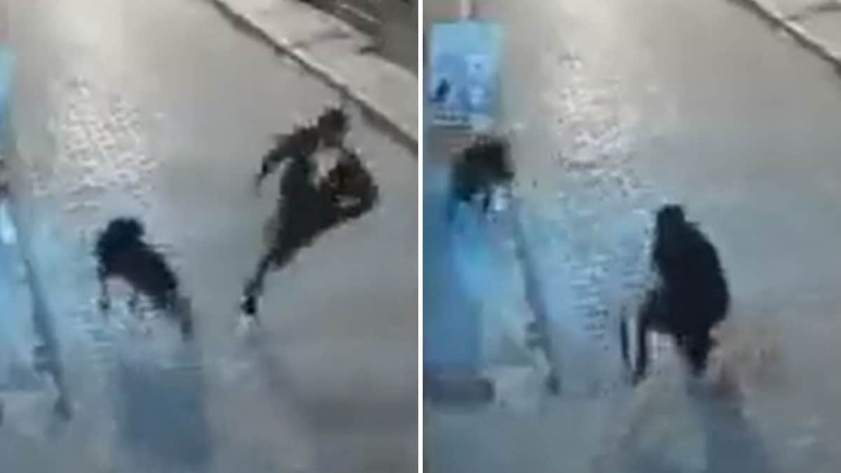 VIDEO: Hombre intentó agredir a un perrito, se cayó contra el asfalto