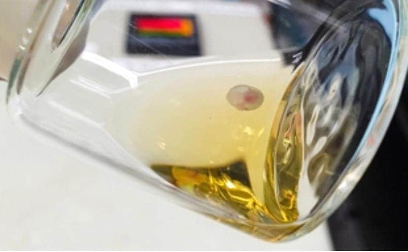 Embriones sintéticos de ratón creados sin esperma ni óvulos