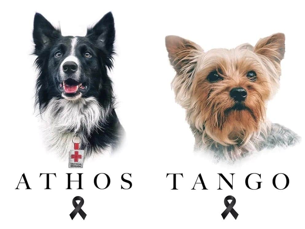 ¡HISTÓRICO! Inicia juicio por Athos y Tango, perritos rescatistas envenenados