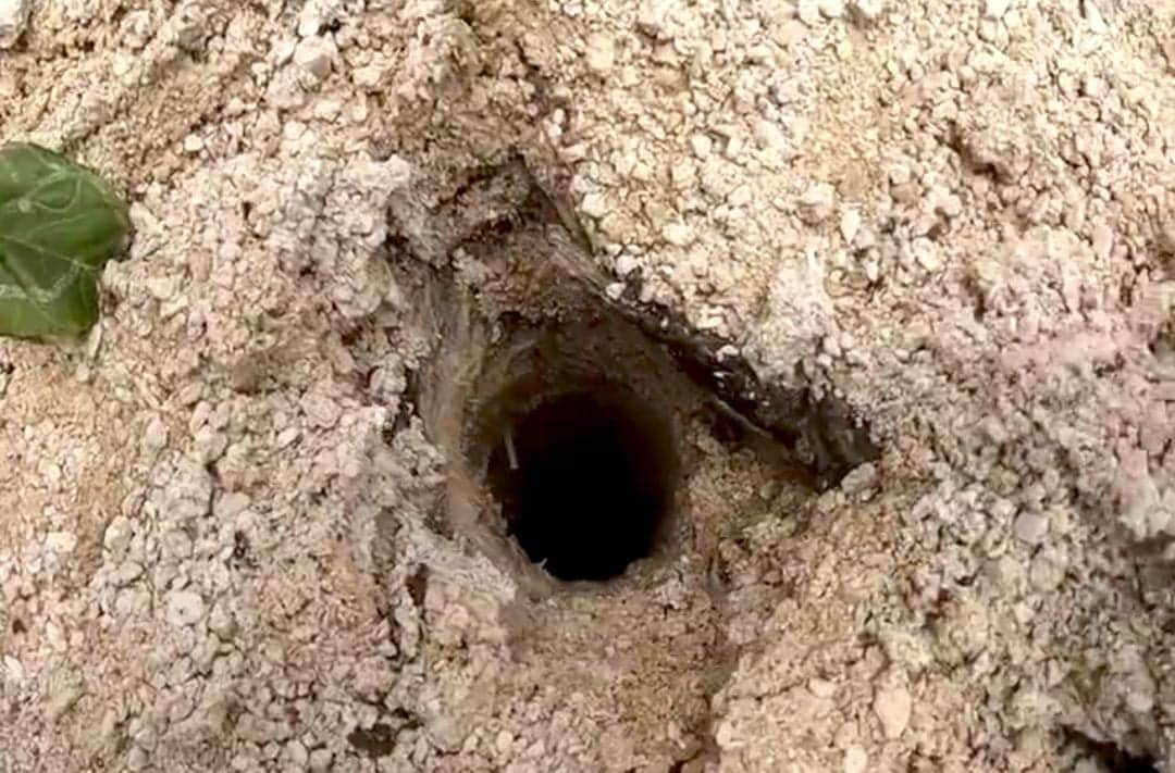 Video: Hallan agua y un cenote en Akumal, por el tramo 5 del Tren Maya