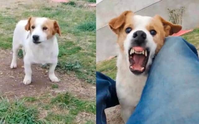 VIDEO: Perrito se enoja cuando le cantan la del bebito fiu fiu