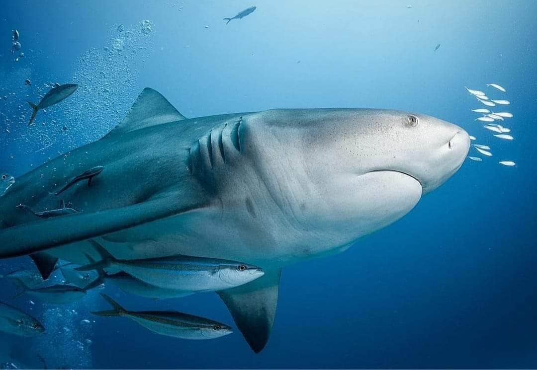 ¡ESPERANZADOR! Pescadores de Isla Mujeres acuerdan frenar captura de TIBURÓN para recuperar su especie
