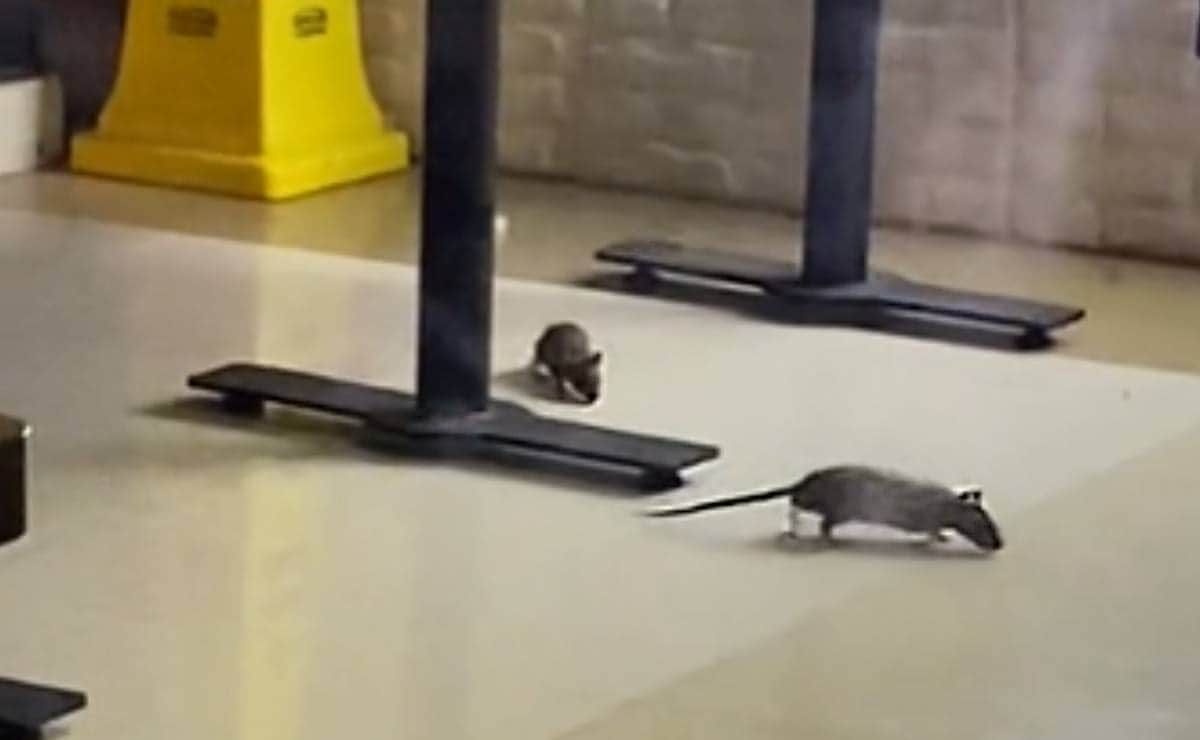 VIDEO: Captan ratas en restaurante de CDMX