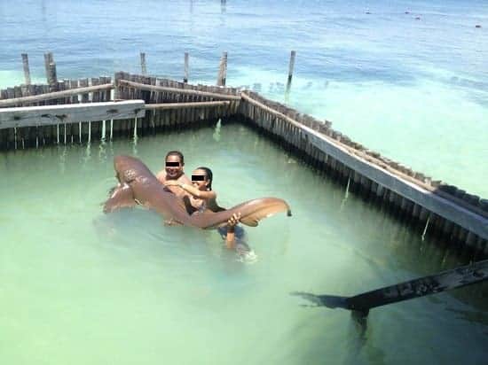 Piden a Profepa prohibir explotación de tiburón gato en Isla Mujeres