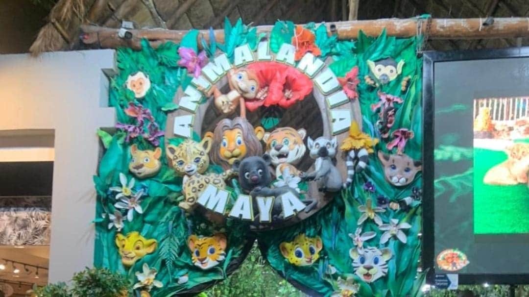 Clausuran Animalandia Maya y un restaurante en Playa del Carmen tras hallazgo de droga