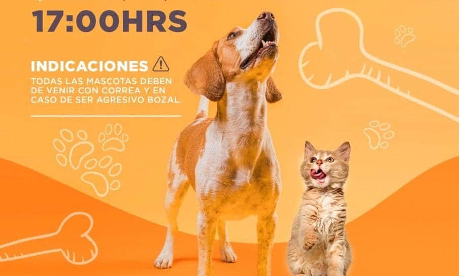 Organizan Brigada de desparasitación canina y felina en Cancún