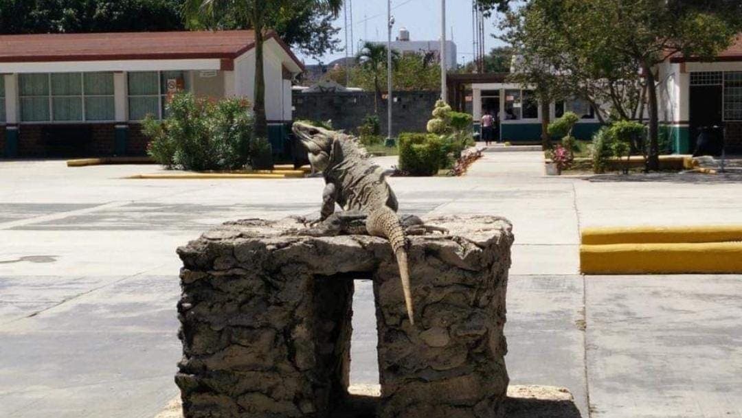 Planean más aulas en Colegio de Bachilleres Playa del Carmen para cubrir demanda