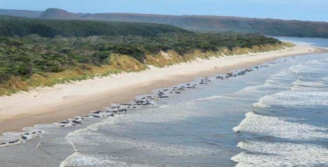 Varadas, 230 ballenas en costas de Tasmania; planean su rescate