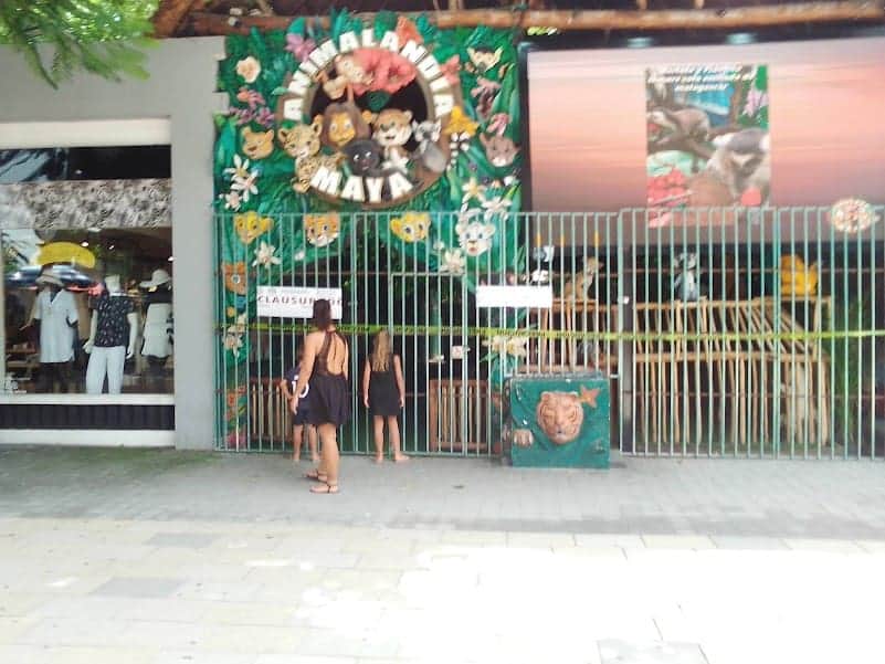 Con todo y sello de clausura, reabre Animalandia Maya en la Quinta Avenida