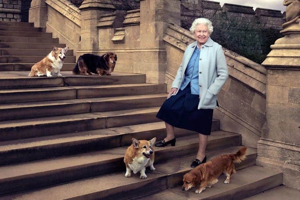 Esto pasará con los perros corgi de la reina Isabel II tras su muerte
