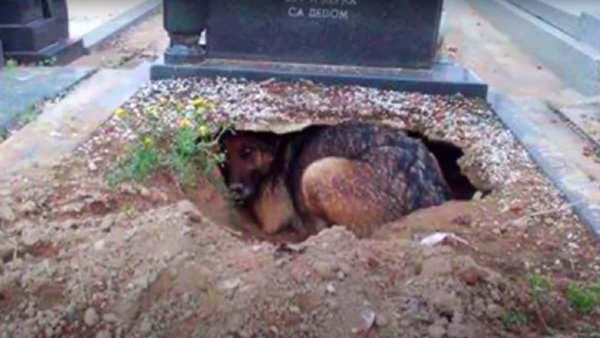 Perrito excava junto a la tumba de su dueño para acompañarlo en descanso eterno