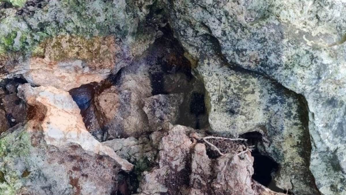 Más de la mitad de cenotes urbanos censados en Cancún están contaminados