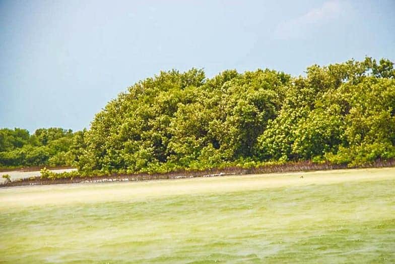 Denuncian depredación de manglar por parte de desarrolladoras en Isla Mujeres