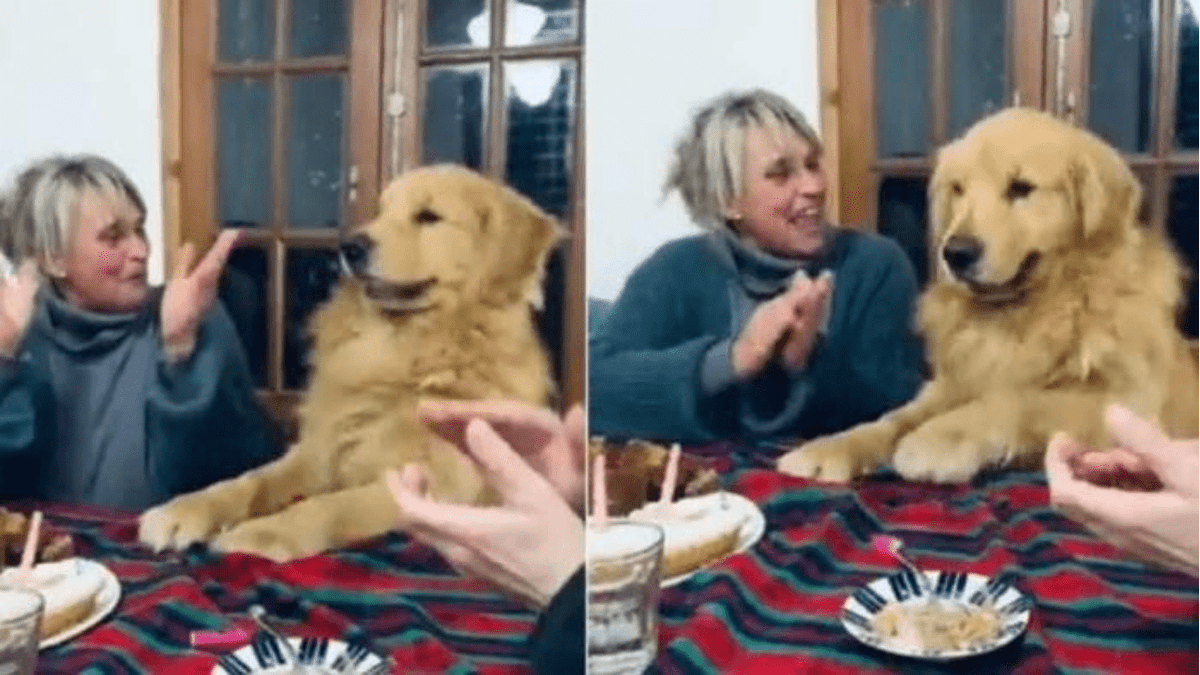 VIDEO: Lomito se entusiasma durante cumpleaños y se hace viral