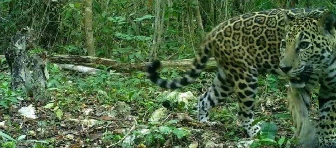 La historia de "Xen", jaguar hembra atropellada que dejó crías en Playa del Carmen