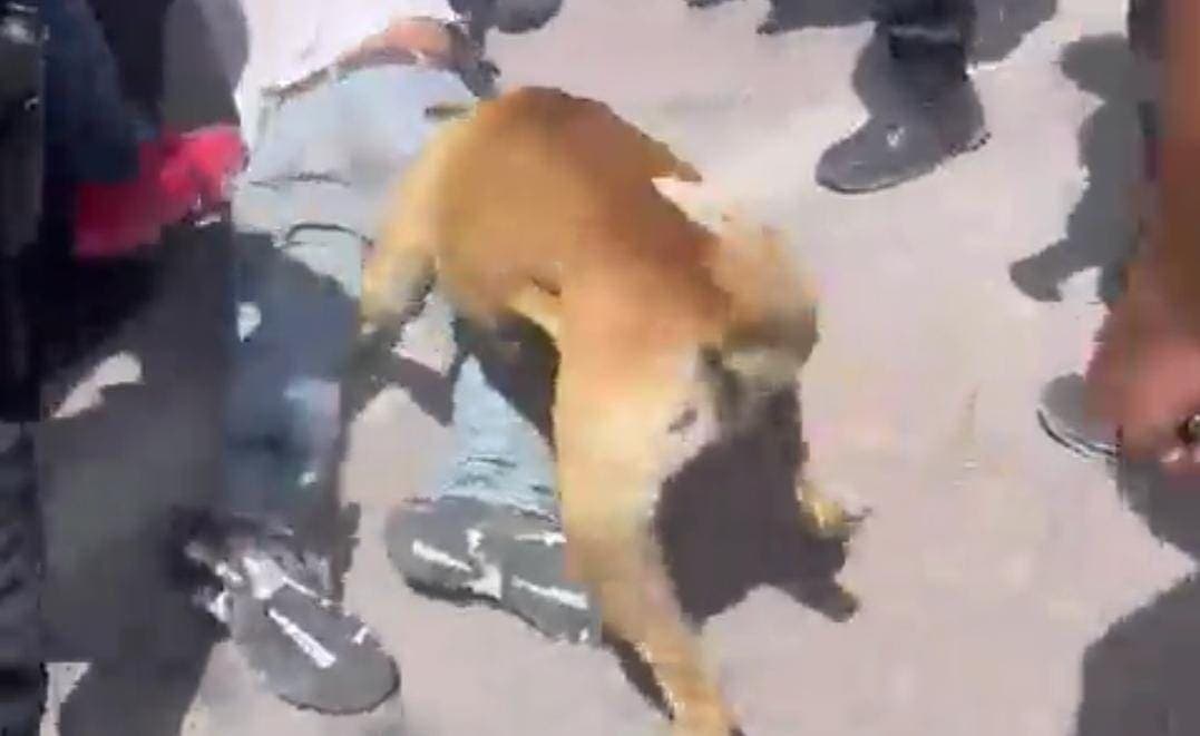 Video: Familia y hasta el perro le dan una lección a un ladrón en Puebla