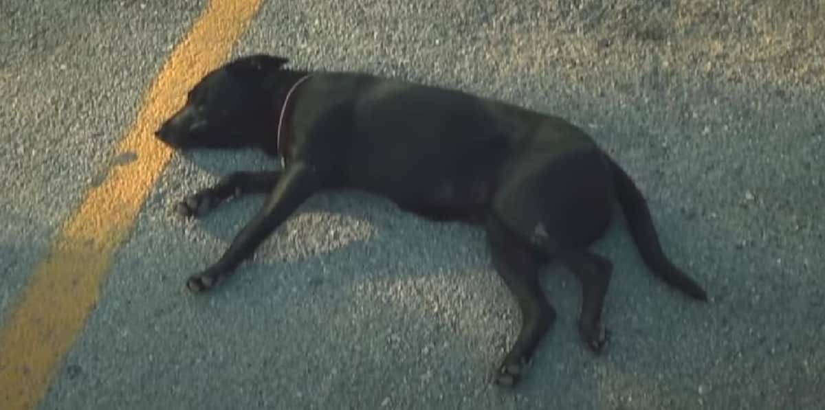 VIDEO: Perrita lleva tres meses esperando a su humano afuera del Hospital General de Cancún