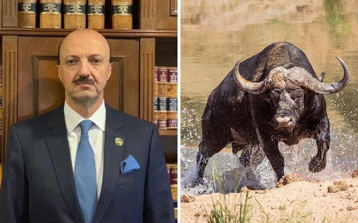 Un cazador mexicano murió tras embestida de búfalo de una tonelada en Argentina