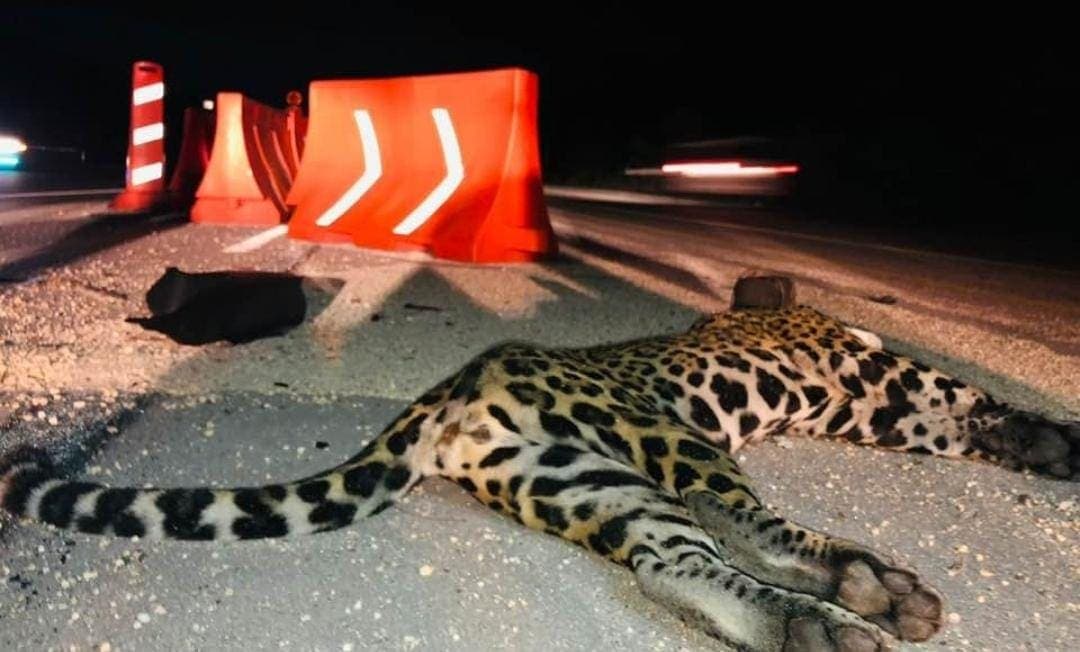 Atropellan a "Xen", jaguar hembra en Playa del Carmen